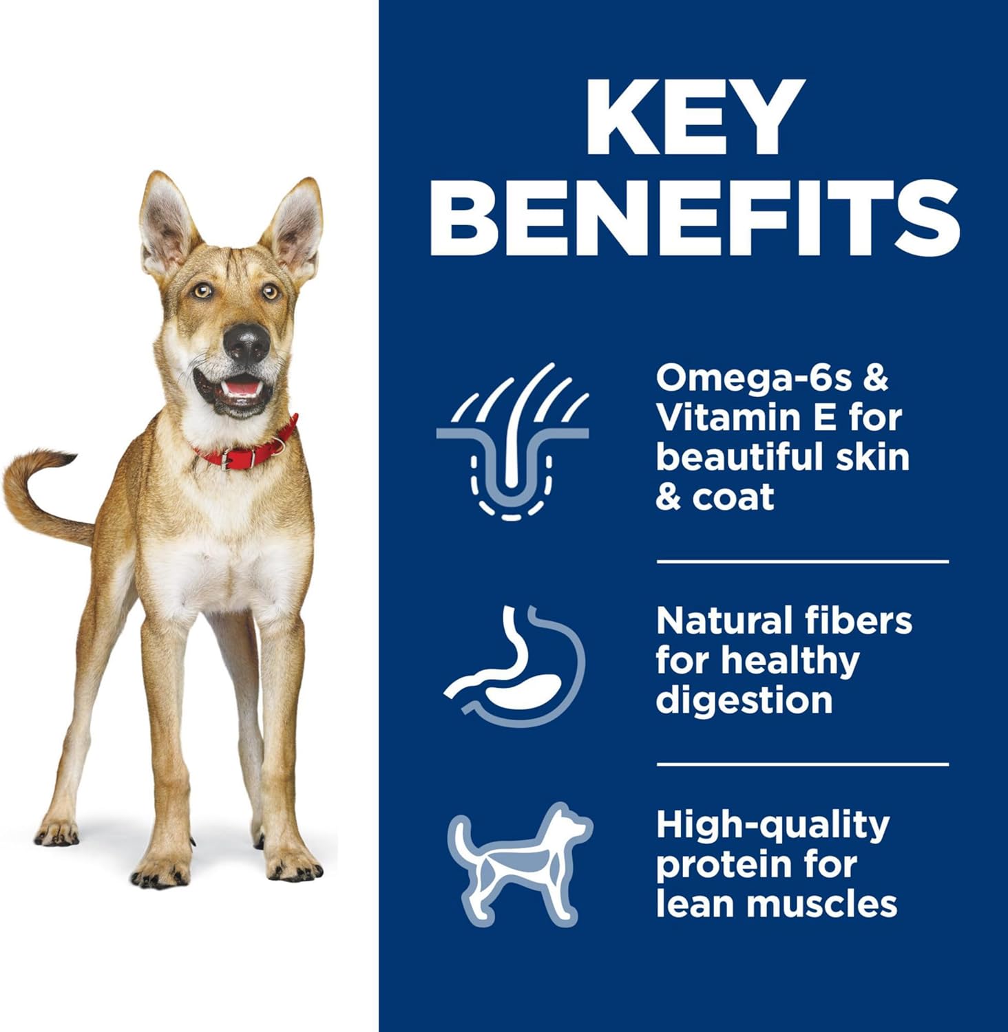 Hills Science Diet pour adultes de 1 à 6 ans, adultes de 1 à 6 ans, nourriture sèche pour chiens de qualité supérieure, poulet et orge, sac de 5 livres