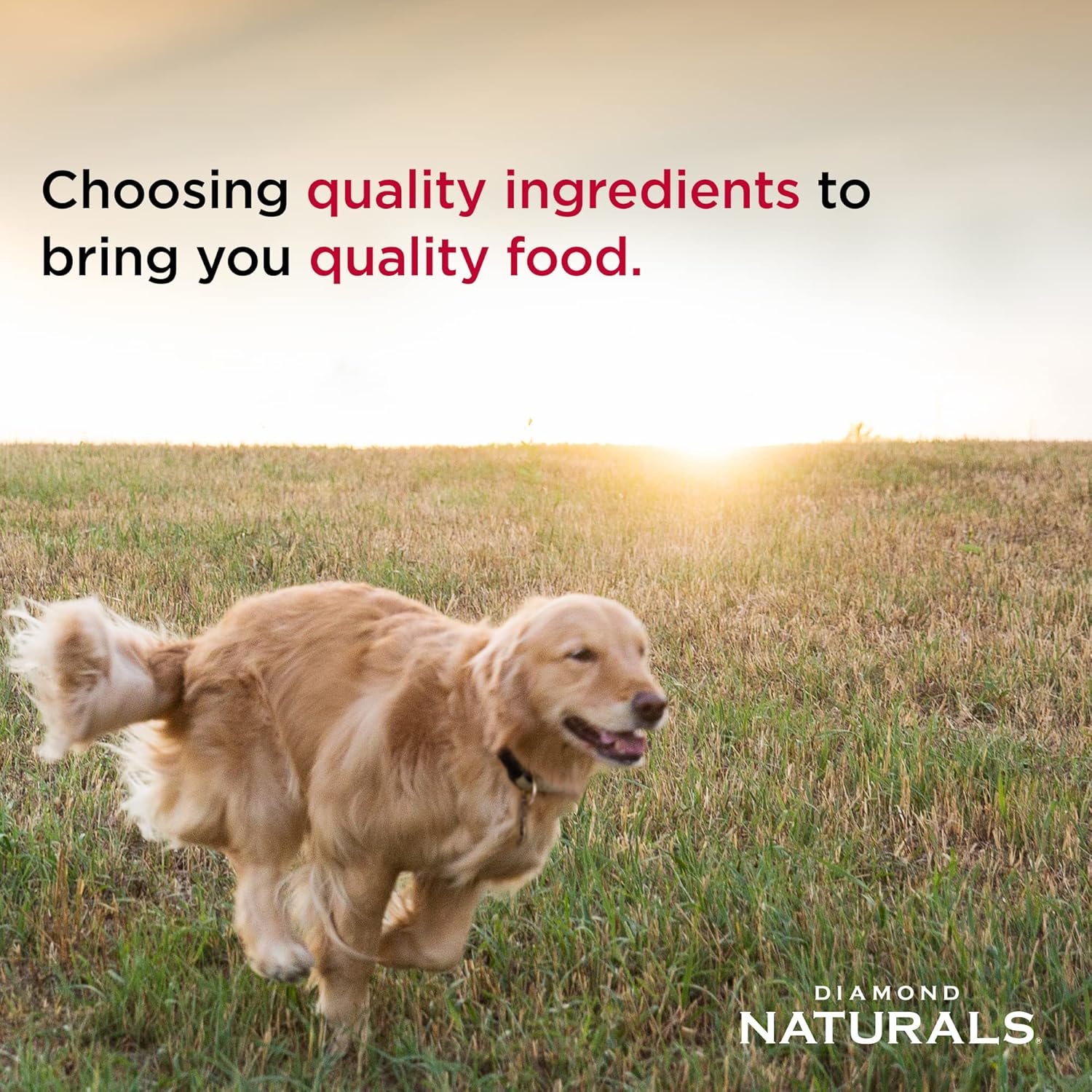 طعام جاف عالي البروتين للكلاب الصغيرة من Diamond Naturals بنكهة الدجاج الحقيقي، 40 رطلاً (عبوة واحدة)