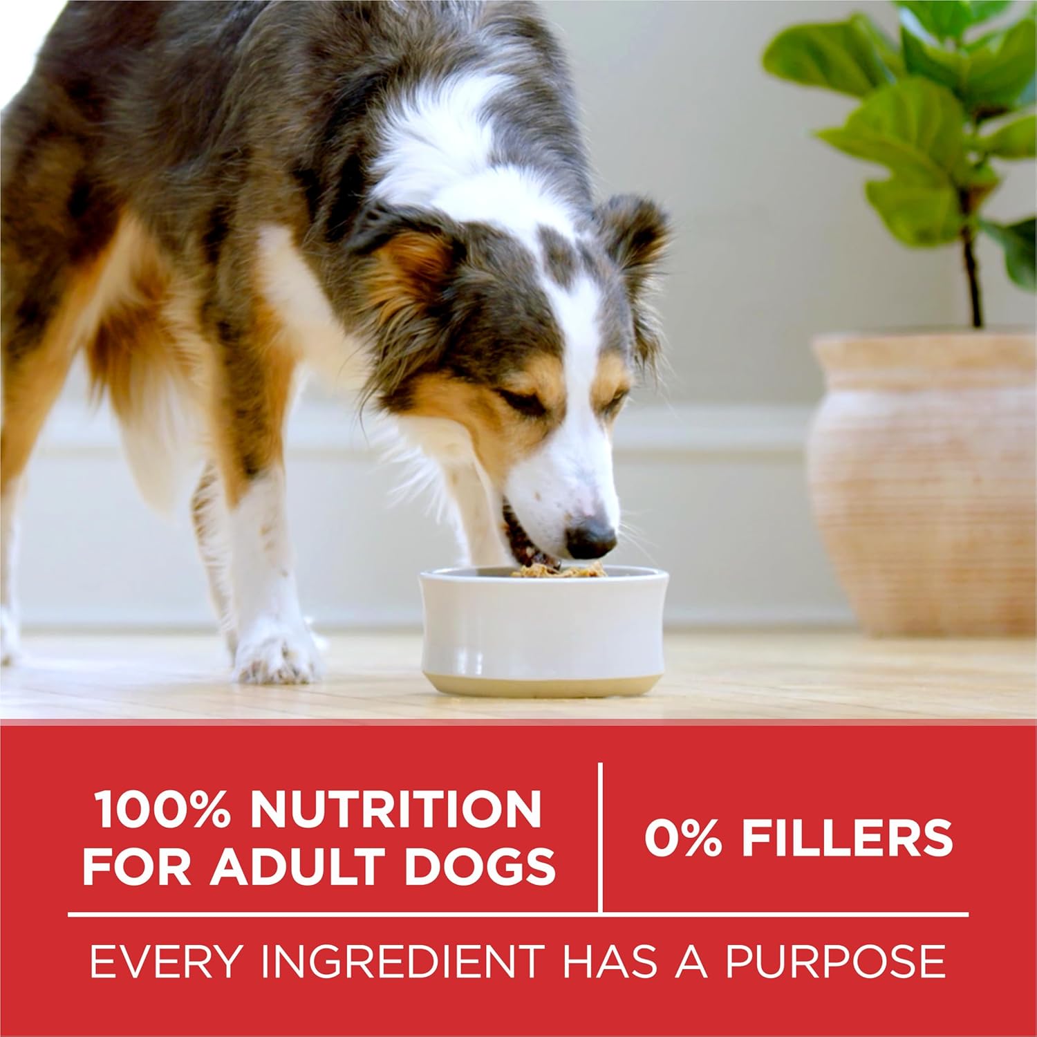 Petite nourriture sèche pour chiens Purina ONE Small Bites, formule bœuf et riz, riche en protéines, naturelle, avec vitamines, minéraux et nutriments ajoutés - Sac de 31,1 livres