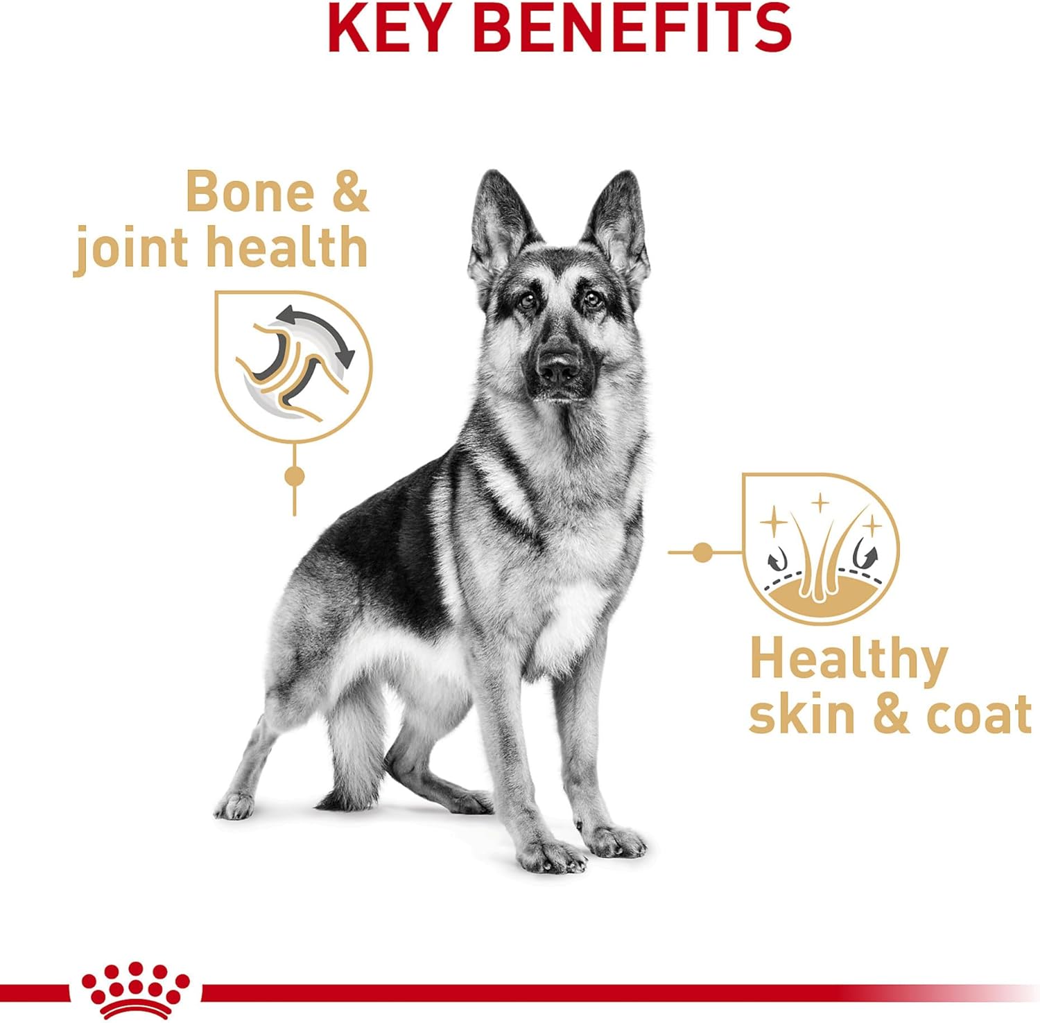 Royal Canin Breed Health Nutrition Schäferhund, Brotlaib in Sauce, Hundefutter in Dosen von 13,5 oz (Packung mit 12 Stück)