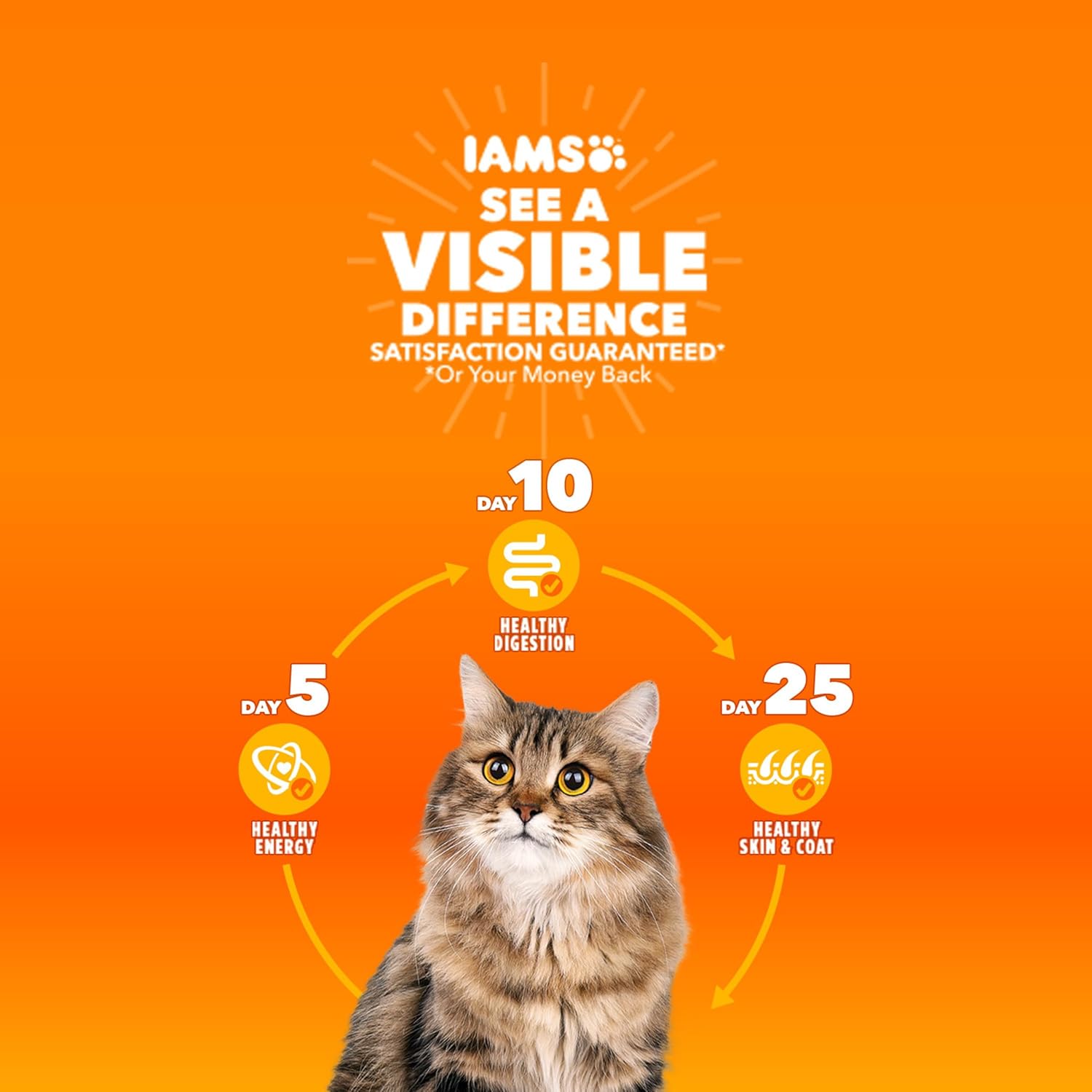 Nourriture sèche pour chats au poulet IAMS PROACTIVE HEALTH pour la santé des voies urinaires pour adultes, sac de 7 livres