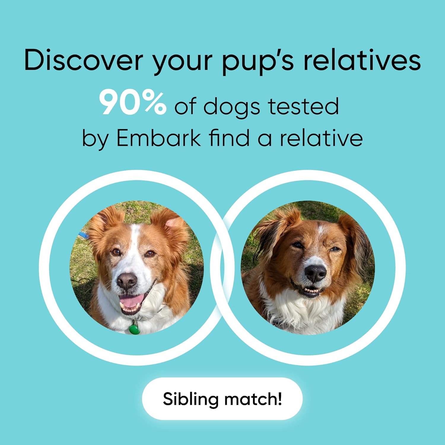 Embark Breed Identification Kit | Most Accurate Dog DNA Test | Test 350  Dog Breeds | Breed ID Kit with Ancestry  Family Tree · v4
