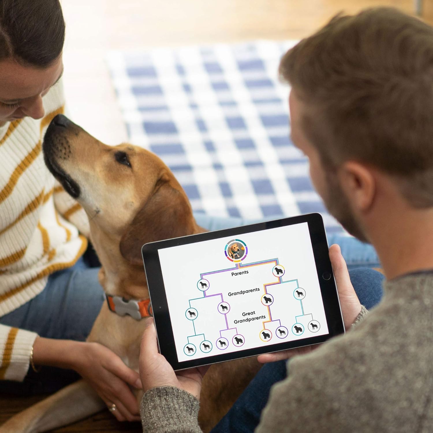 Embark Breed Identification Kit | Most Accurate Dog DNA Test | Test 350  Dog Breeds | Breed ID Kit with Ancestry  Family Tree · v4