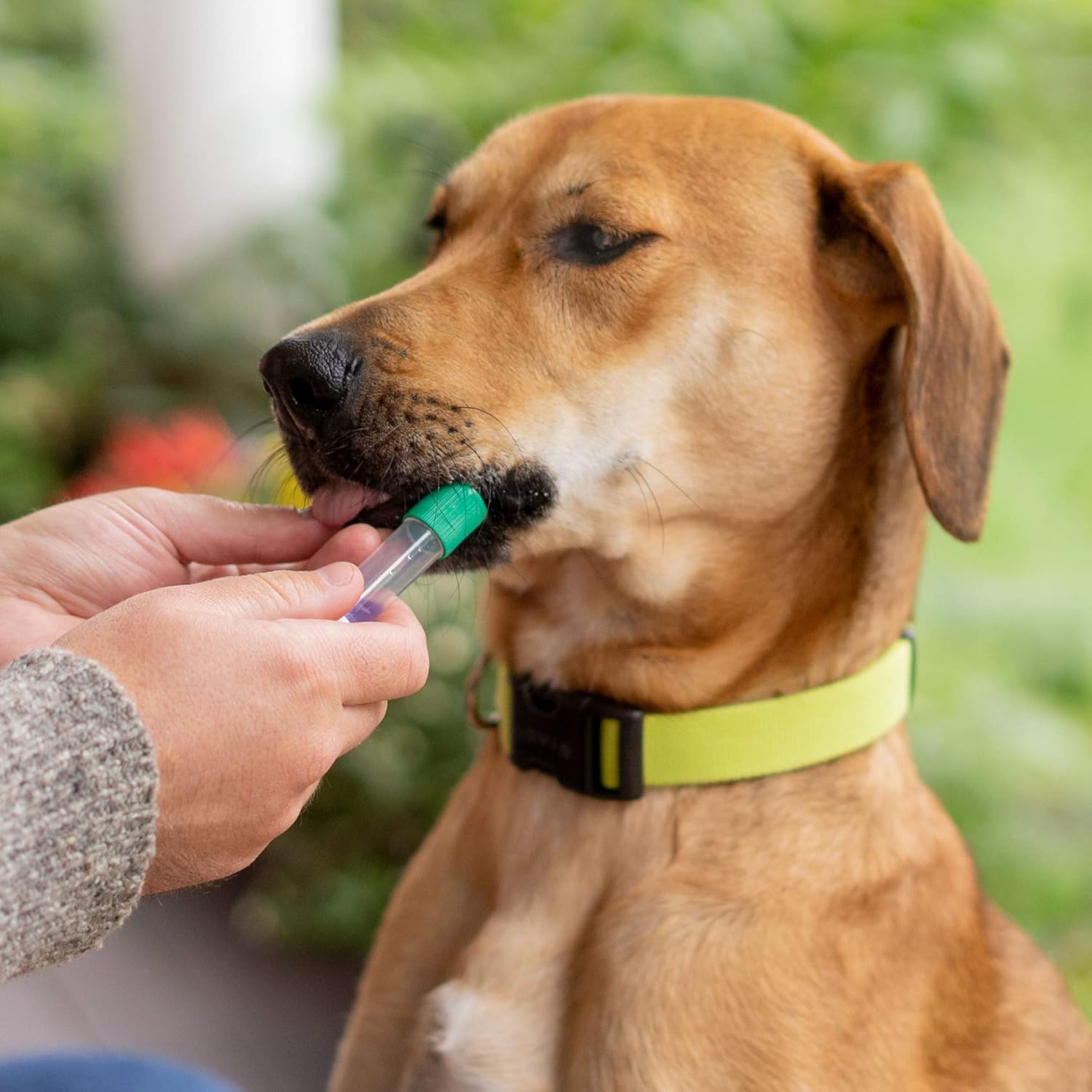 Embark Breed Identification Kit | Most Accurate Dog DNA Test | Test 350  Dog Breeds | Breed ID Kit with Ancestry  Family Tree · v4