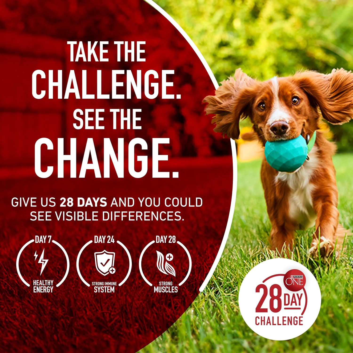 Purina One Plus Digestive Health Formula Droogvoer voor honden, natuurlijk met toegevoegde vitaminen, mineralen en voedingsstoffen - zak van 31,1 pond