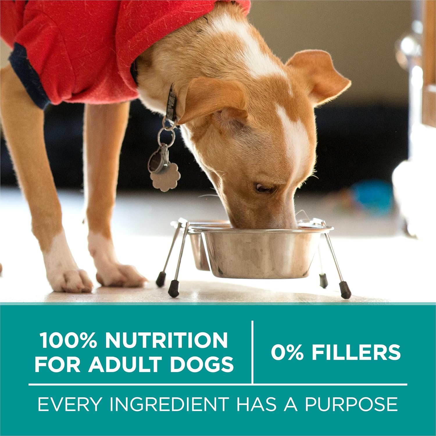 Nourriture sèche pour chiens Purina One Plus Digestive Health Formula, naturelle, avec vitamines, minéraux et nutriments ajoutés, sac de 16,5 livres