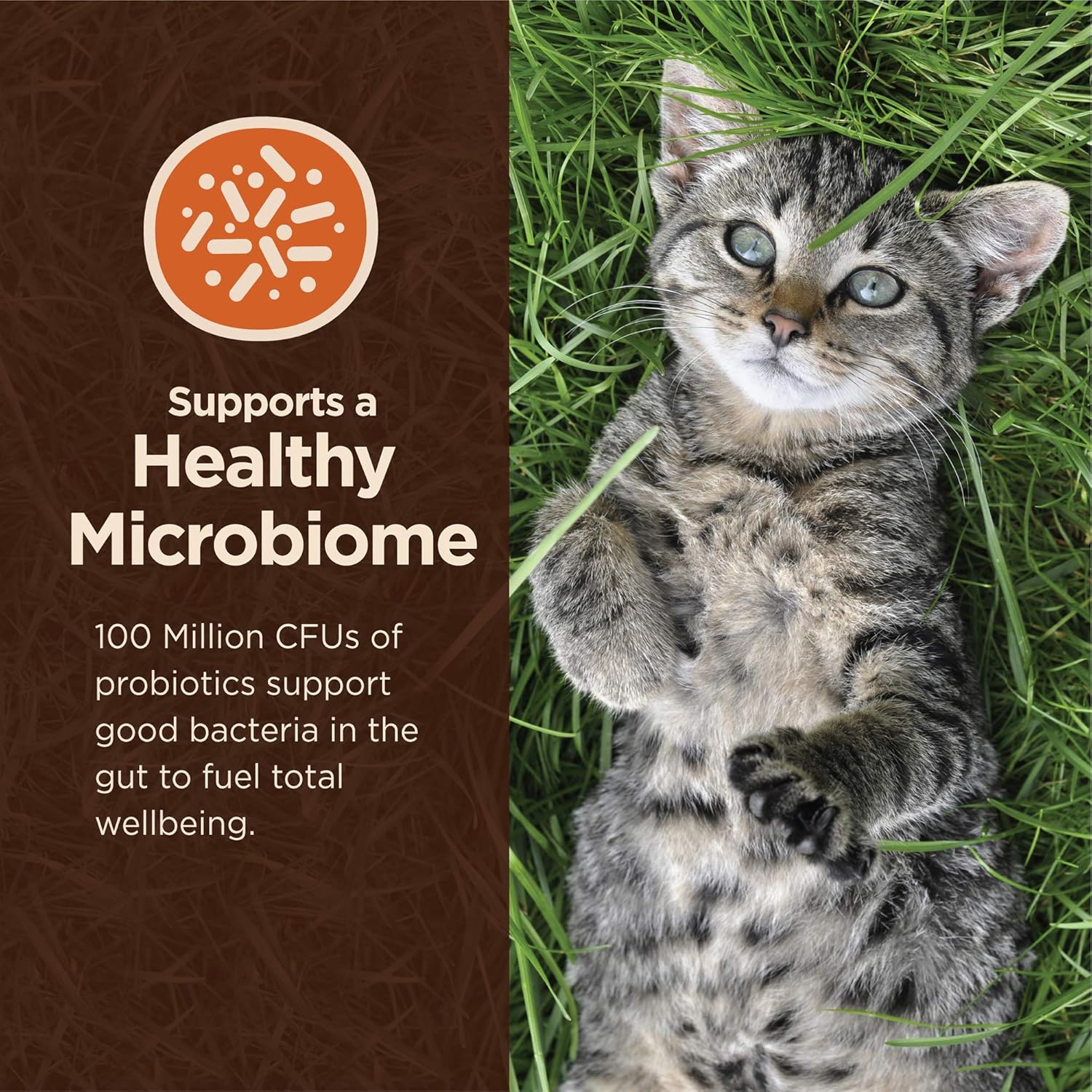 Thức ăn khô cho mèo Wellness CORE Digestive Health Wholesome Grains Probiotic Coated High Protein, Thức ăn khô cho mèo Chicken Rice, Túi 11 Pound