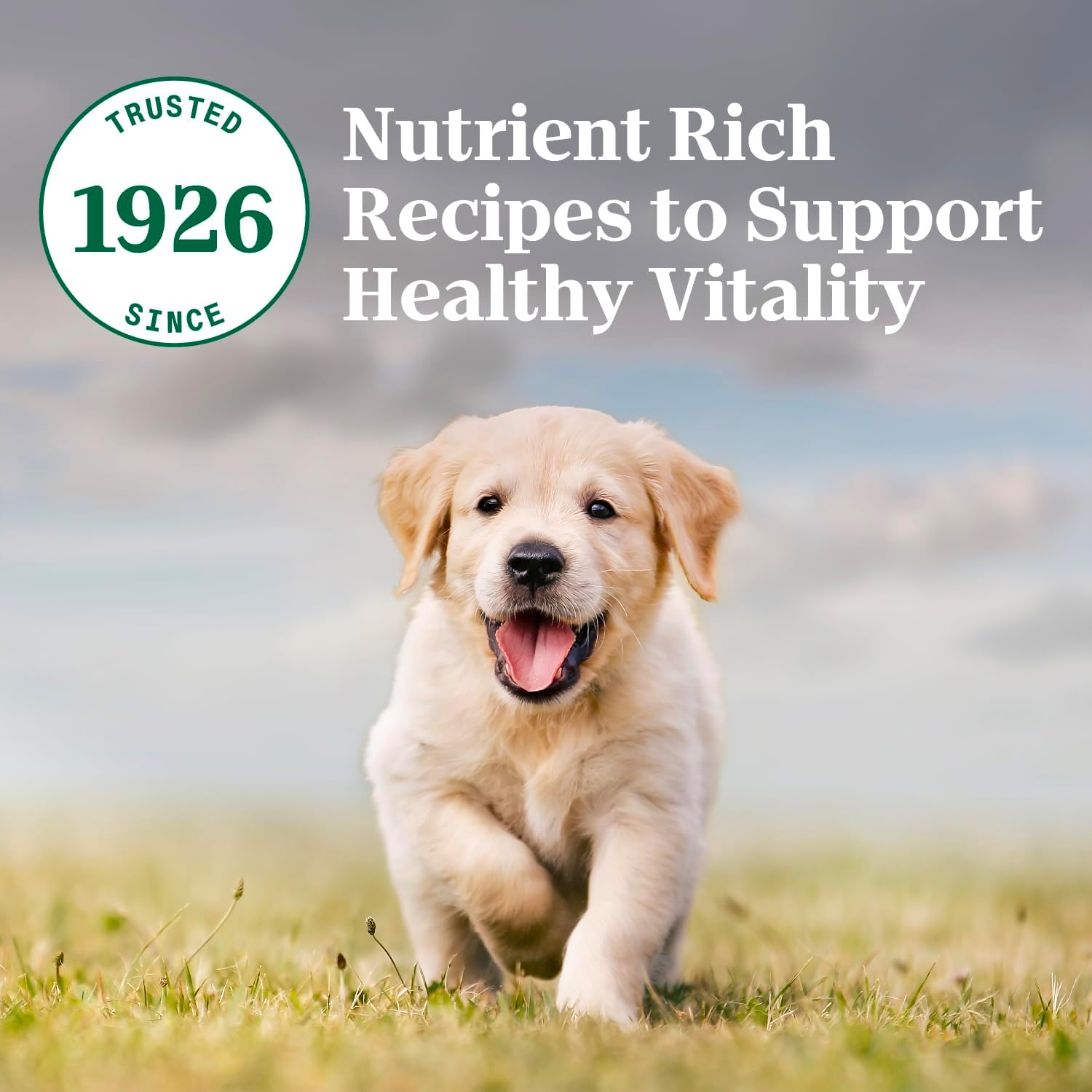 Alimento seco para cachorros Nutro Natural Choice, receta de pollo y arroz integral, 13 libras