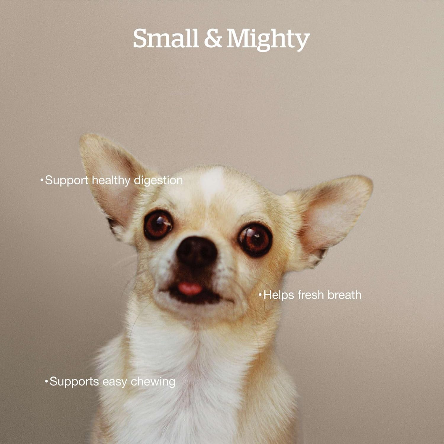 Now Fresh Dry Dog Food for Small Breeds, Turkey, Salmon and Duck Recipe, 22 lbs - Grain Free, Small Breed Dog Food, Made with Real Meat and Fish for Small and Mini Breeds