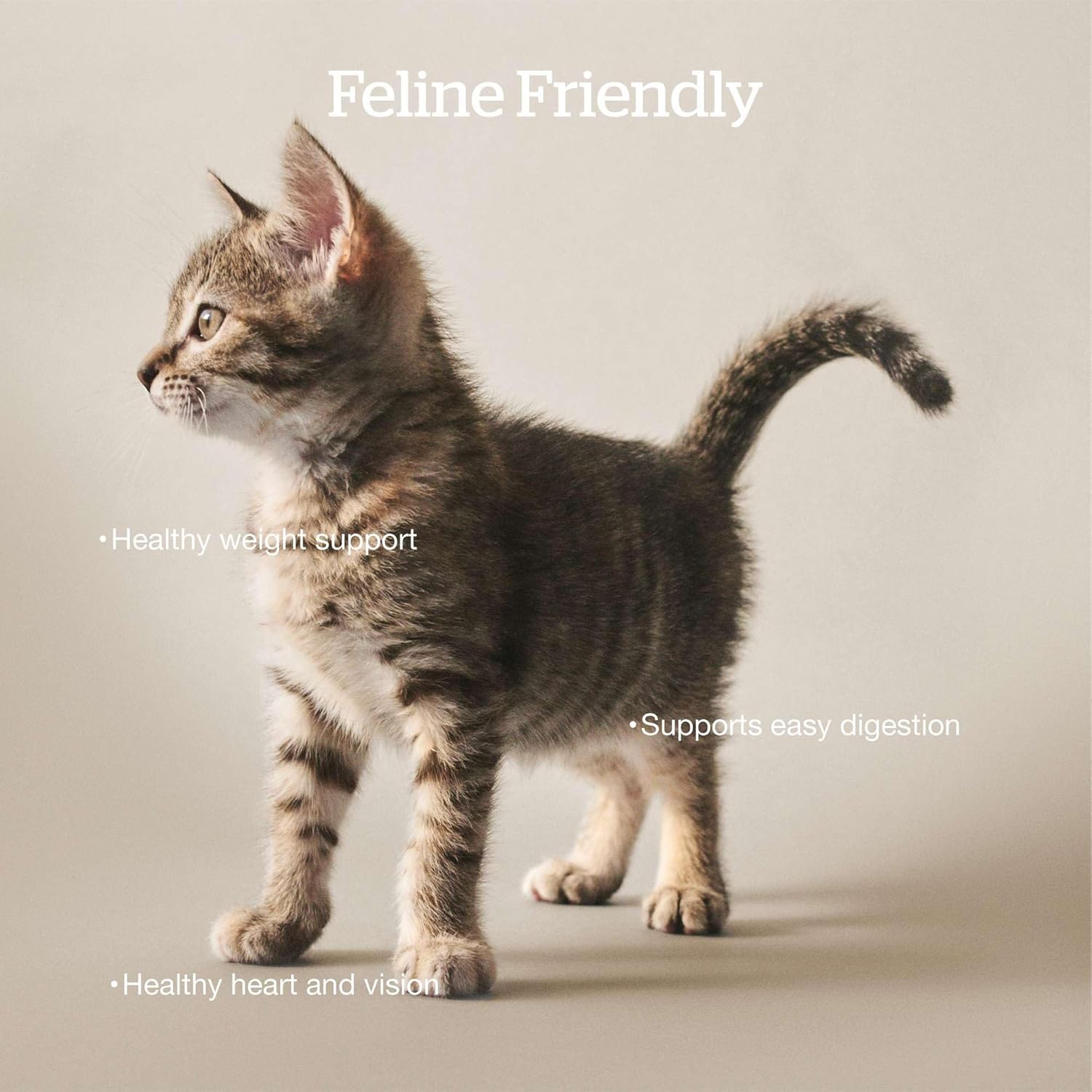 Nourriture sèche pour chats Now Fresh, recette de dinde, de saumon et de canard, 3 livres. Nourriture pour chats sans céréales, préparée avec de la vraie viande et du vrai poisson