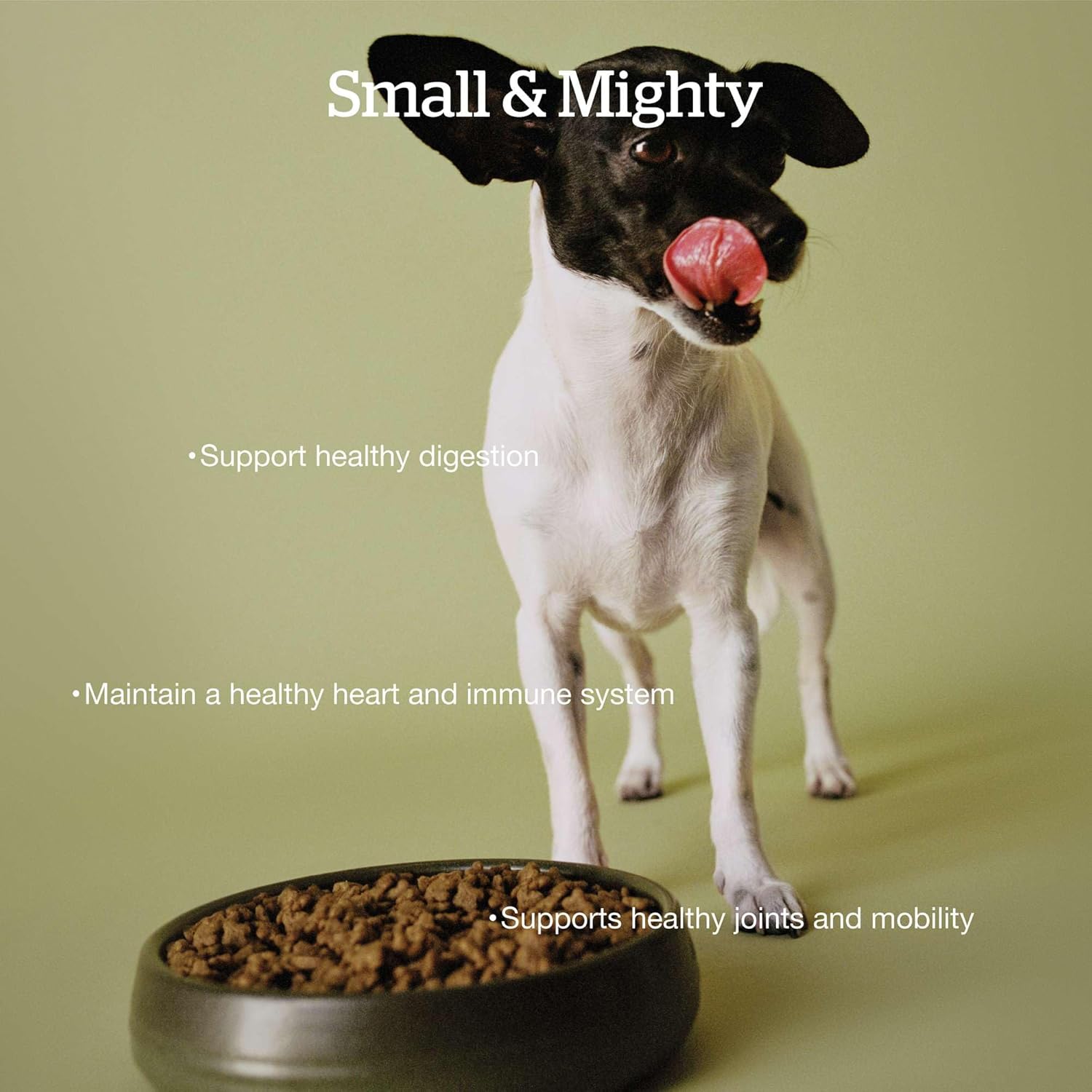 Now Fresh Dry Dog Food for Small Breed Seniors, Turkey, Salmon and Duck Recipe, 12 lbs - Grain Free, Senior Dog Food, Made with Real Meat and Fish for Small and Mini Breeds · v3