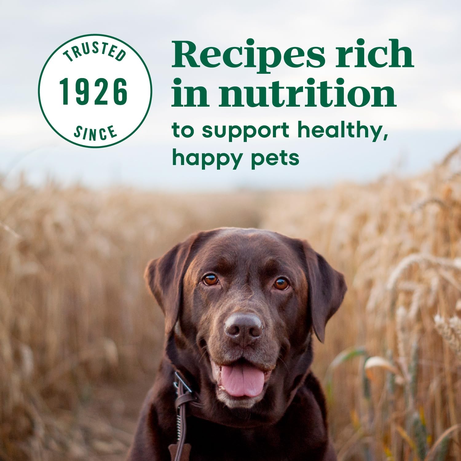 농장에서 키운 닭고기를 넣은 Nutro Max Senior Dry Dog Food, 25파운드 가방