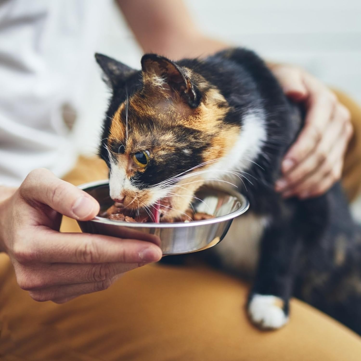 Ciotole per gatti in acciaio inossidabile da 4 pezzi, ciotola per gatti in metallo da 5,5 pollici, ciotole per cibo per gatti da interno, ciotola per gatti Whisker Fatigue, piatto per cibo per gatti poco profondo, ciotola per cibo per gattini, ciotole per alimenti rialzate per gatti