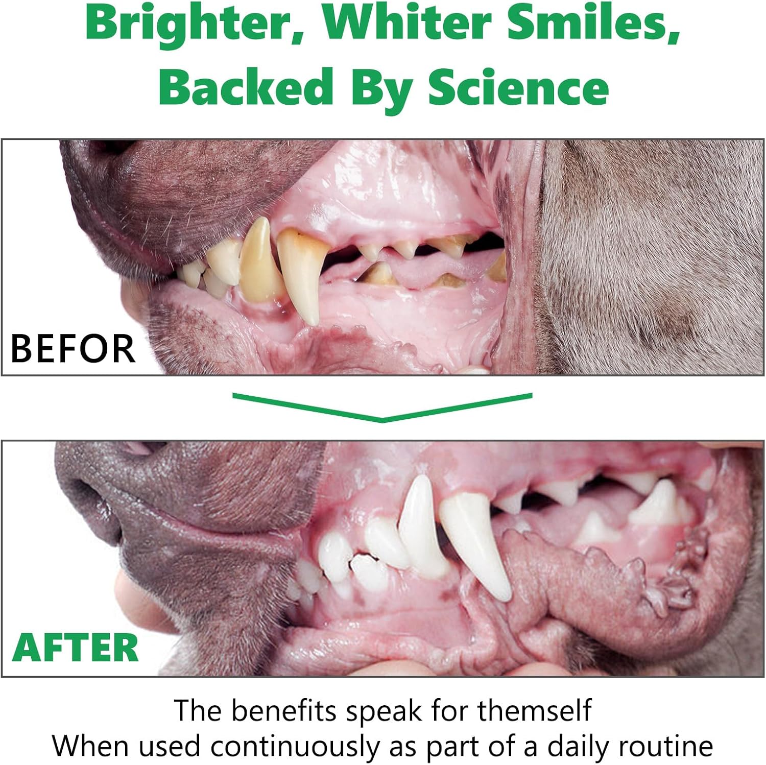 Teeth Cleaning Powder for Dogs, Dental Powder for Dogs - Dog Breath Freshener Powder with Probiotics for Bad Breath, Plaque, Tartar Remover - Dental Care Supplies for Small, Medium, Large Dogs - 80g · v10