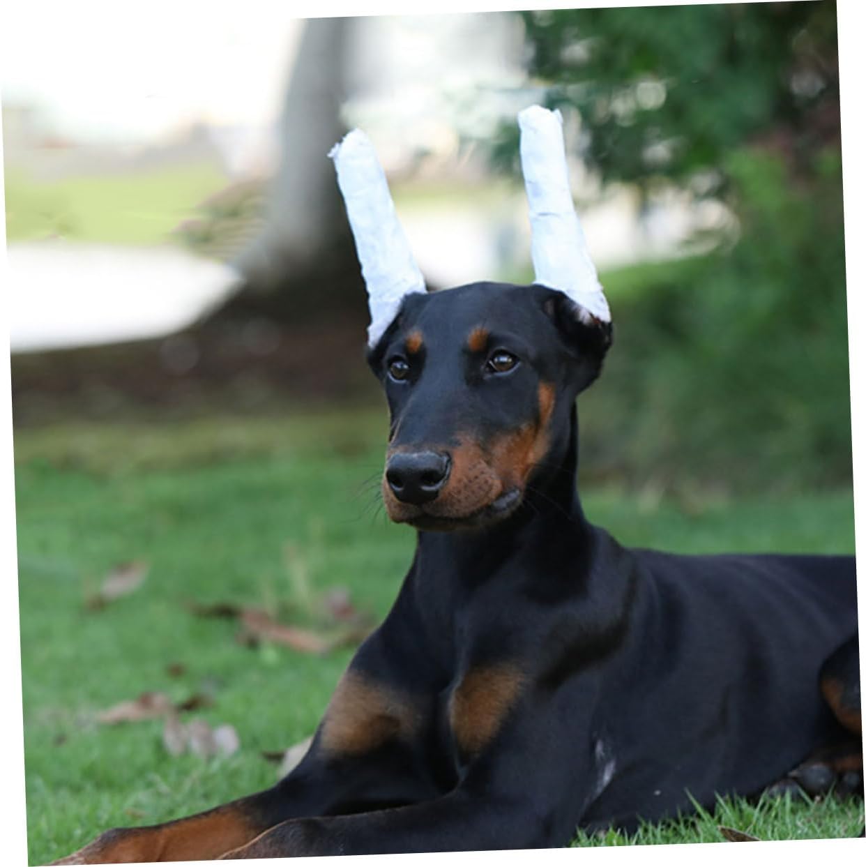 Ohrenstöpsel für Welpen, Ohrenständer, Ohrband, Hundezubehör, Ohrenstütze, Dobermann-Pinscher-Halterung, Schaumstoff, Weiß, für Haustiere, speziell für Hunde