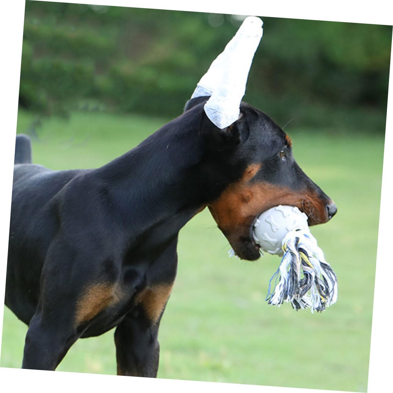 Ohrenstöpsel für Welpen, Ohrenständer, Ohrband, Hundezubehör, Ohrenstütze, Dobermann-Pinscher-Halterung, Schaumstoff, Weiß, für Haustiere, speziell für Hunde