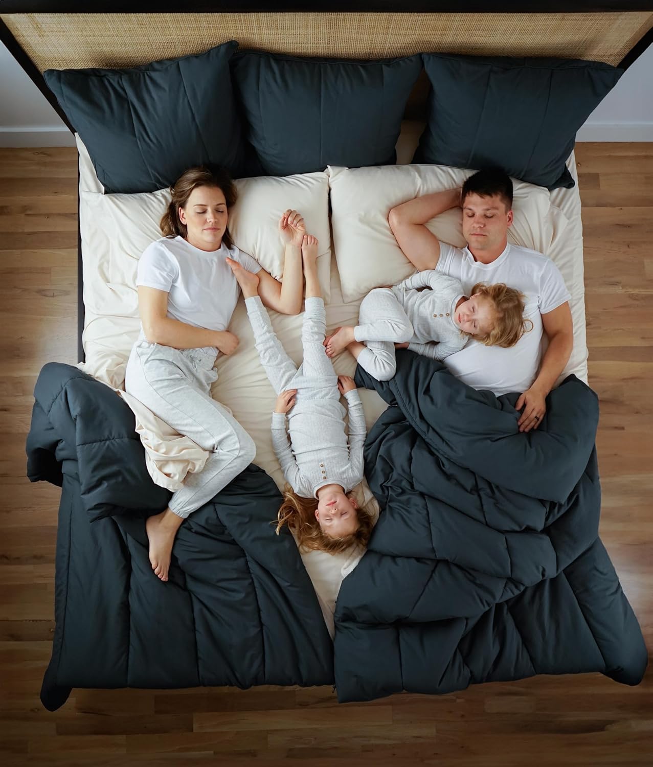 Splitz Comfortter (Akwarela, Królowa)
