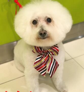 1000pc/lot  New Colorful Handmade Adjustable  Neckties Large Bow ties Pet Bow Ties Cat Neckties Dog Grooming Supplies L8-2 · v4