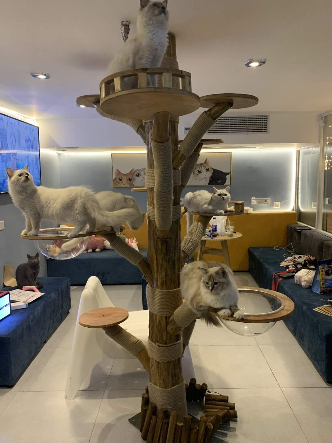 Large cat tree &amp; cat climbing frame cat jumping platform cat litter cat tree solid wood wear-resistant play space